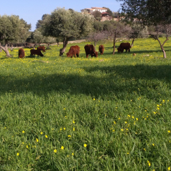 Agriturismo Fattoria Terra E Libert